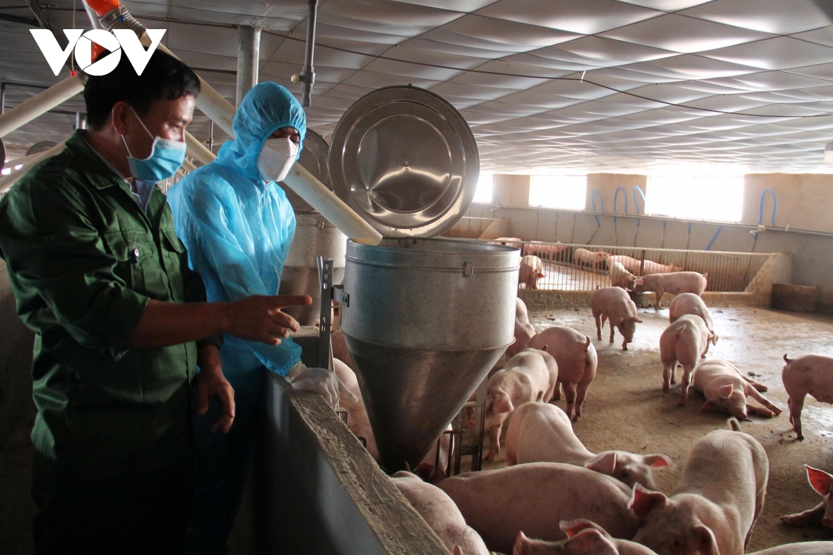 Đắk Lắk tăng cường công tác phòng, chống dịch bệnh trên đàn vật nuôi